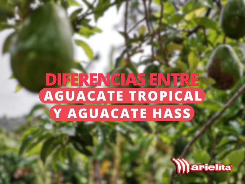 Diferencias entre Aguacate tropical y Hass